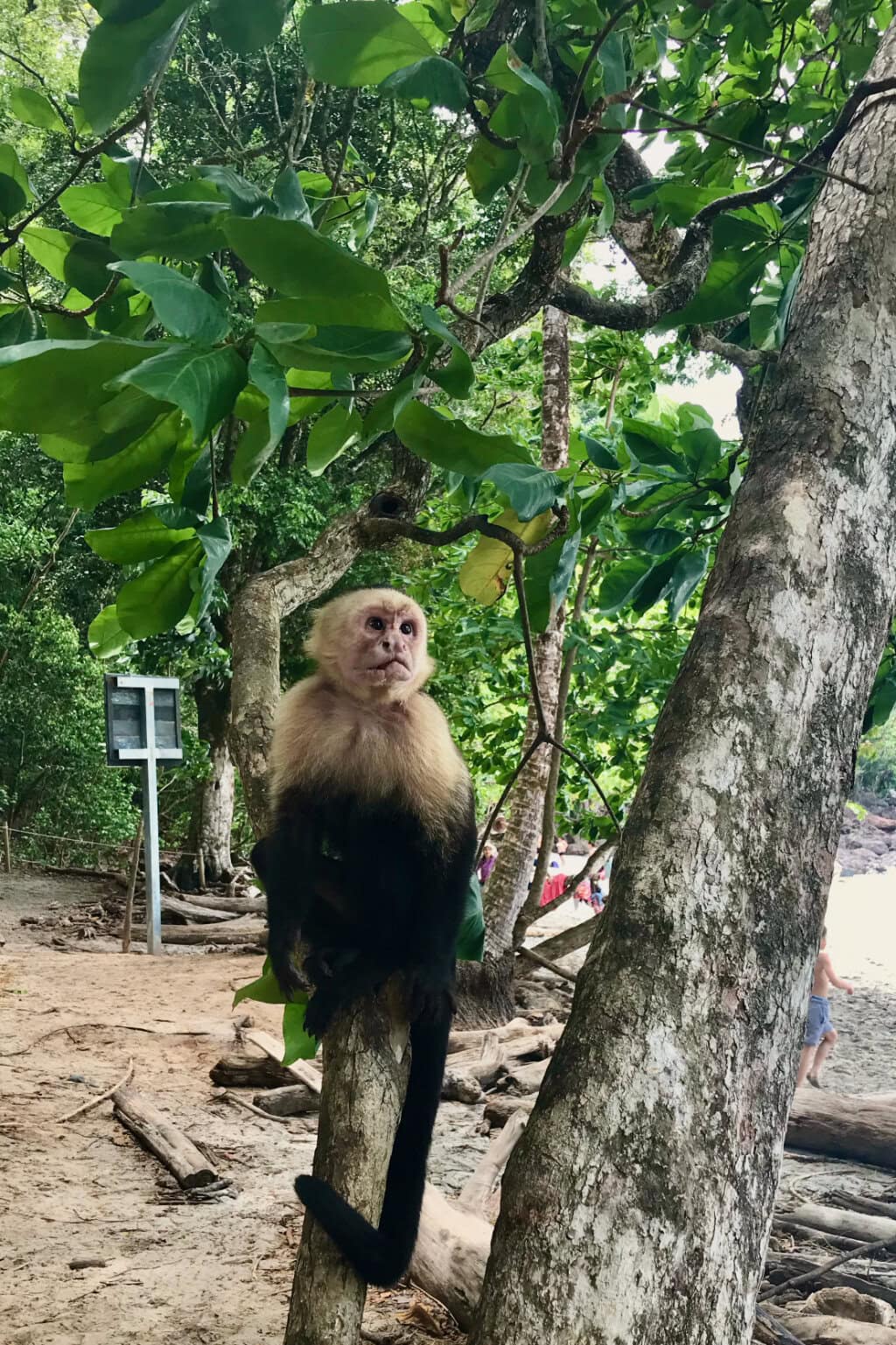 Manuel Antonio monkey